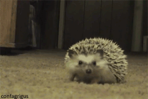 My apologies. Have a hedgehog.