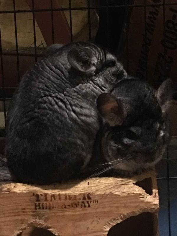 photo pillowtime_zpssubukqtx.jpg