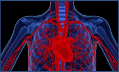  photo Heart-res-xrayveinsbluered_zps4eeb5691.jpg