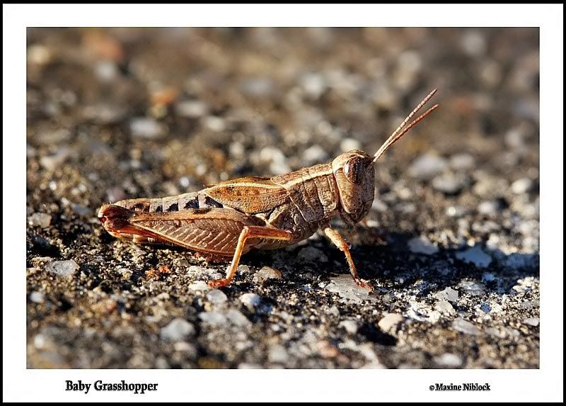 Grasshopper2_filtered.jpg