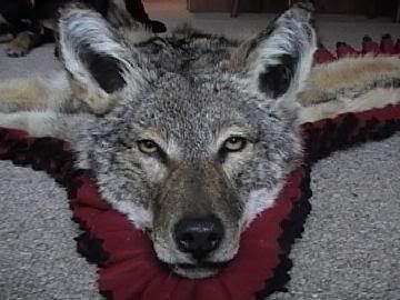 coyoterug2.jpg