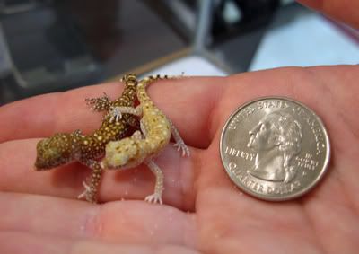 Israeli Dune Geckos