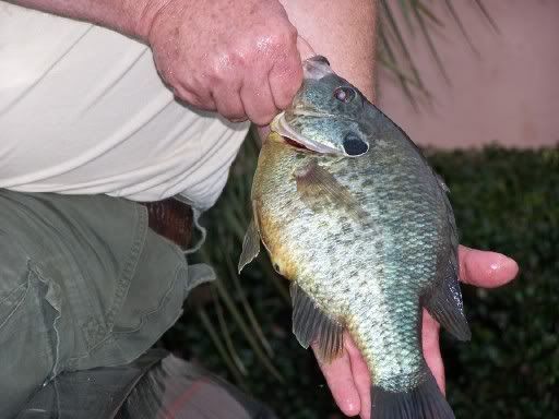 Great photo of cooper shellcracker fishing