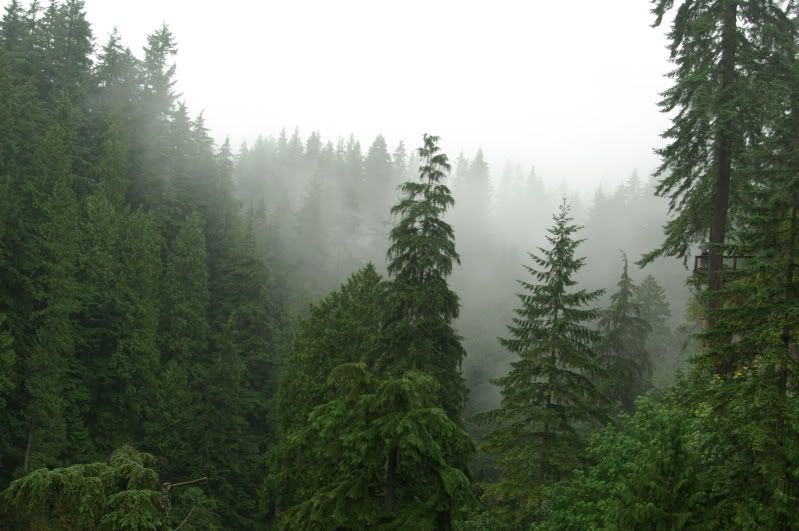 Pine trees in the mist