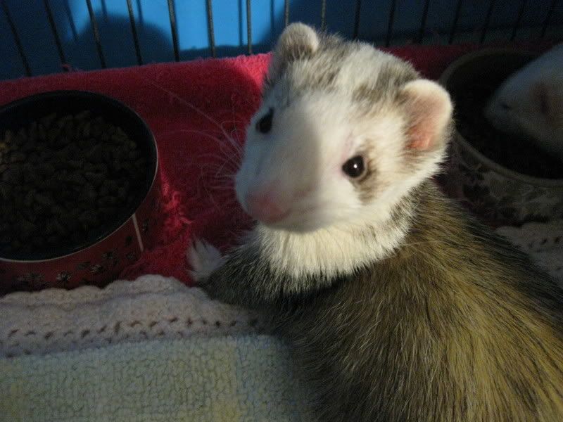 My ferrets