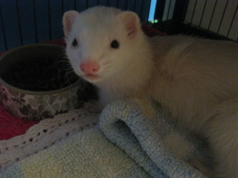 My ferrets