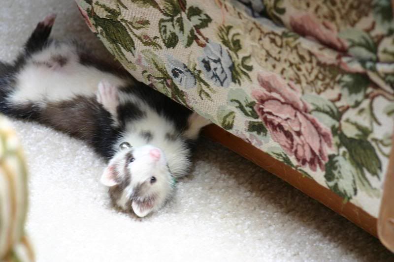 My ferrets
