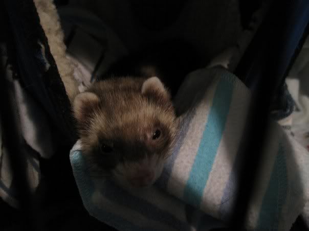 My ferrets