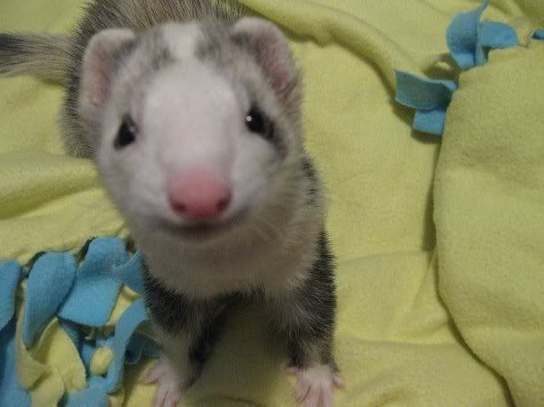 My ferrets