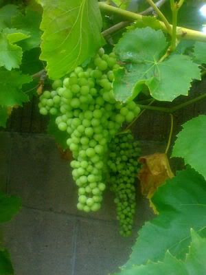 Grapes growing in the backyard