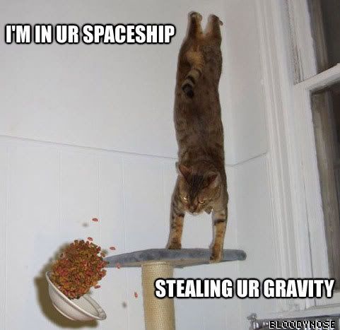 gravitycat23434.jpg