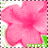 Tropical Pink Flower