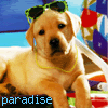Paradise Pup