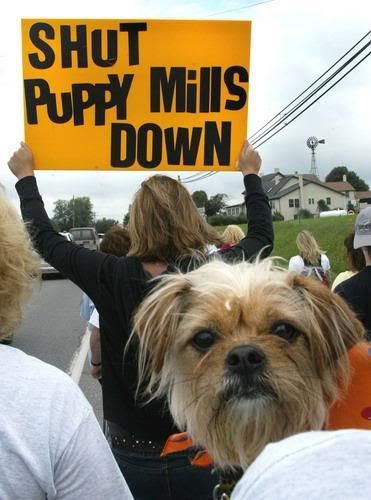 Rescue Parade at Puppy Mill Awareness Day