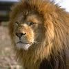 про Льва