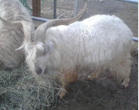 Putting down an old goat - Goats