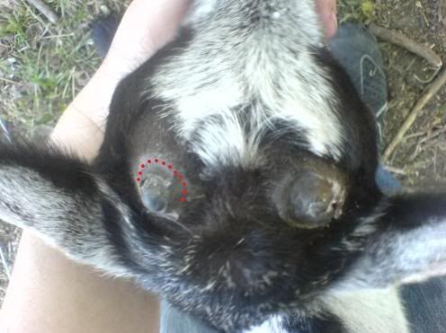 bad disbudding? - Goats