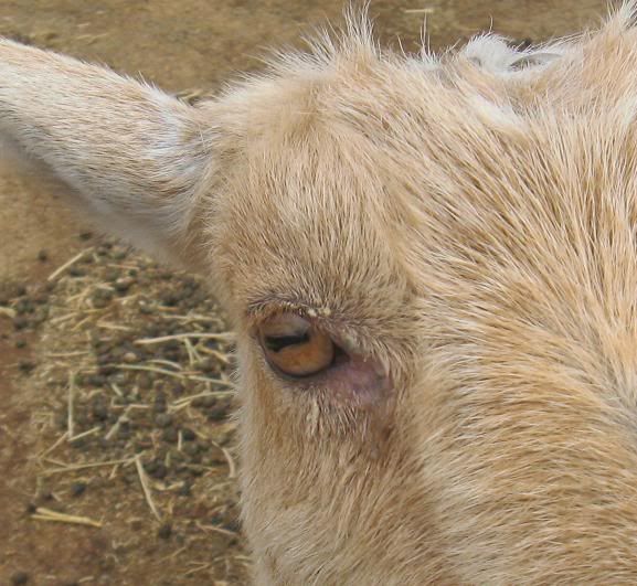 Is this pink eye? - Goats