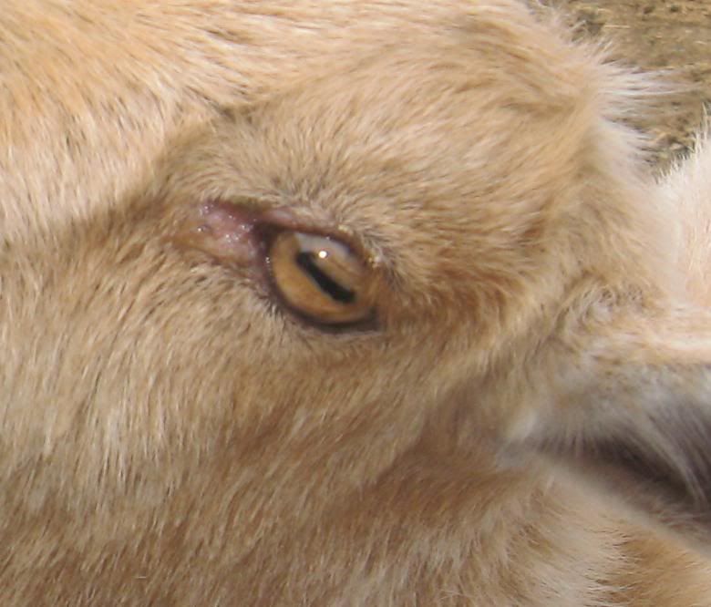 Is this pink eye? - Goats