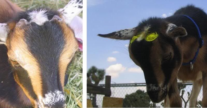 bad disbudding? - Goats