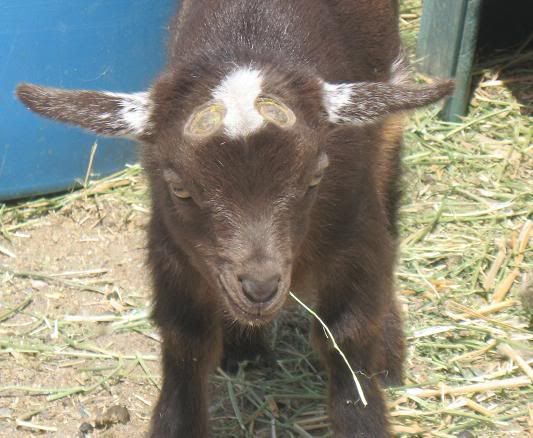 bad disbudding? - Goats