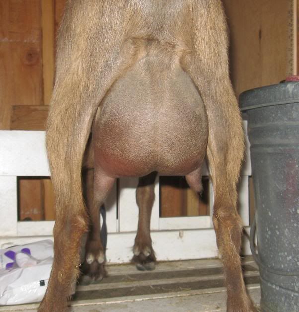 Evening out an udder - Goats