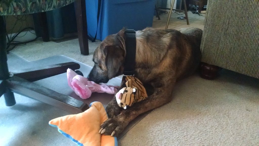 Galen with his favorites