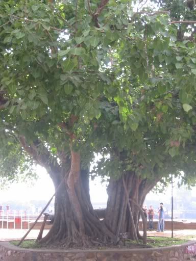 Medidating tree
