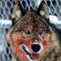 bloodwolf.jpg