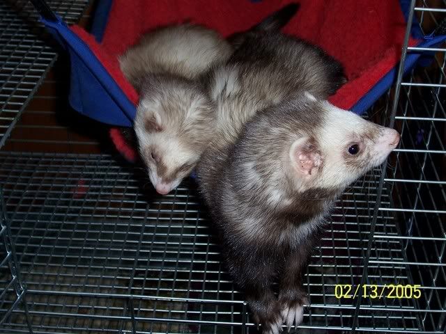wysong ferret food free samples