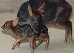 pudu2.jpg