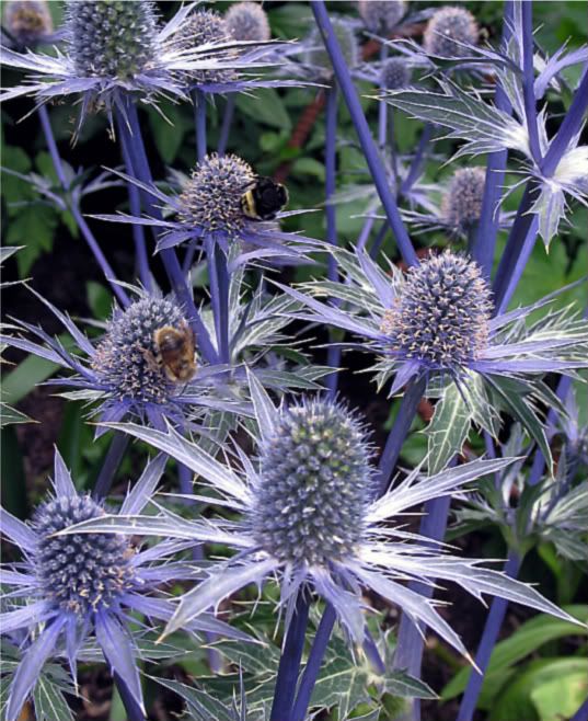 sea holly