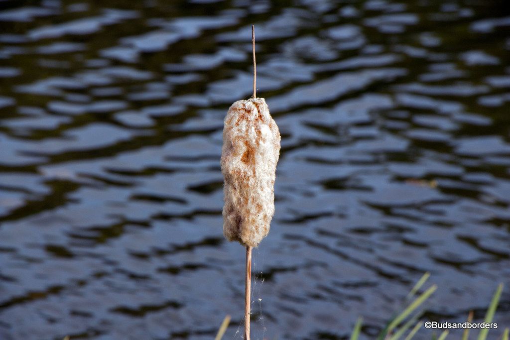 bulrush