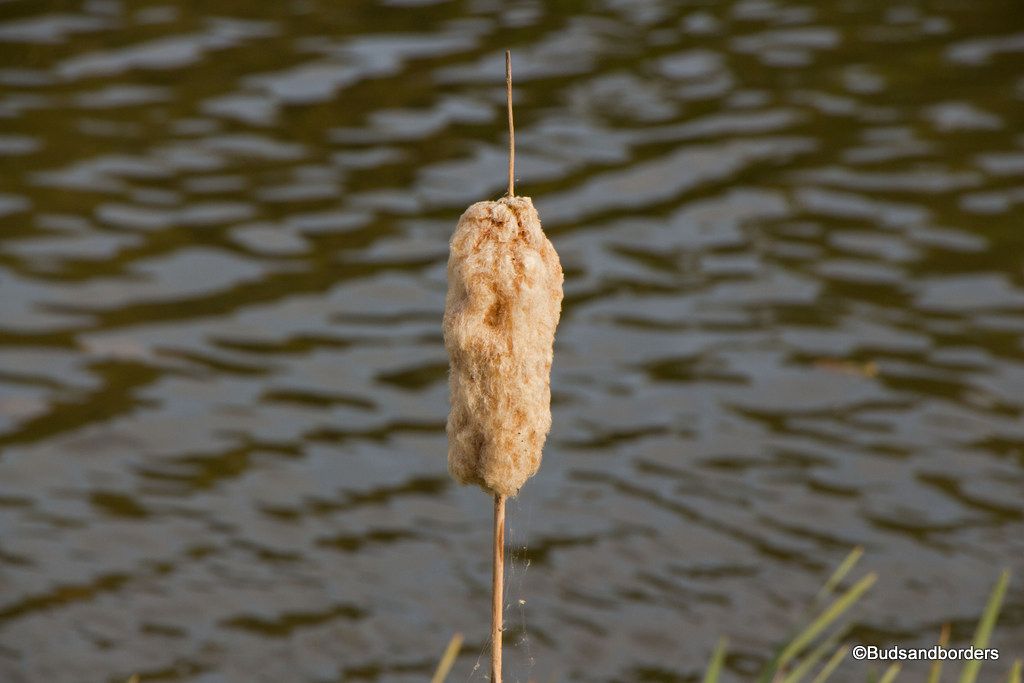 Bulrush