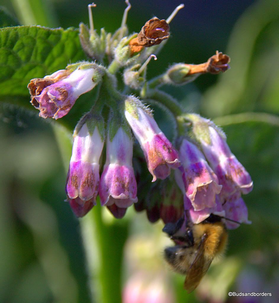 bees