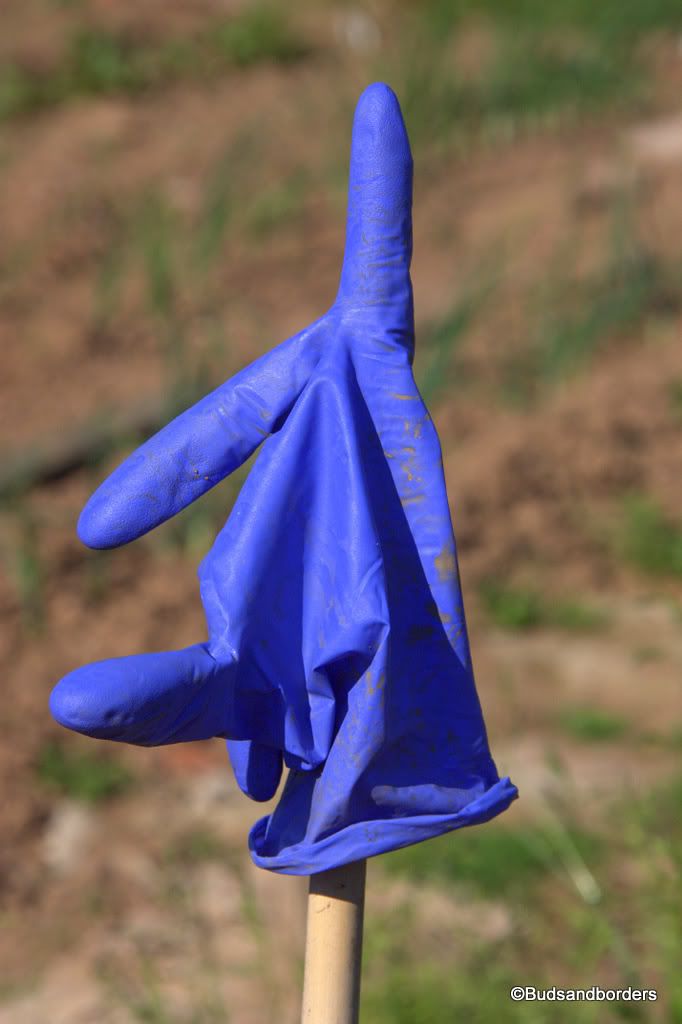 gloves