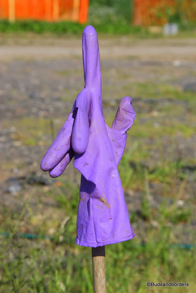 gloves