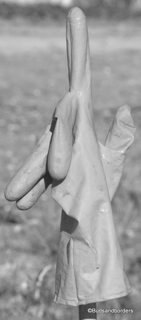 gloves