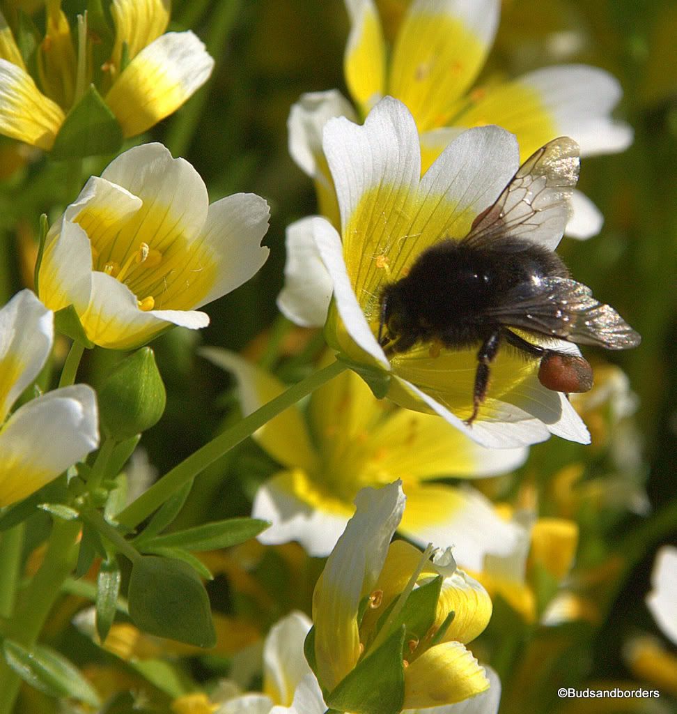 bees