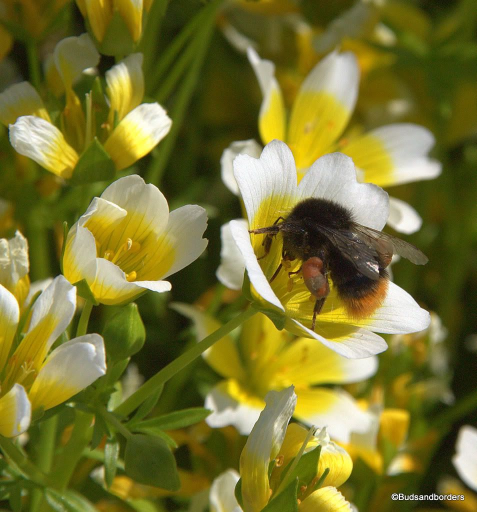bees