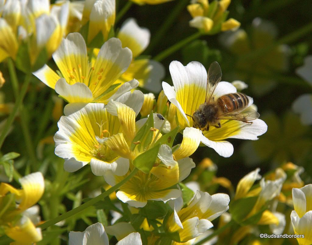 bees