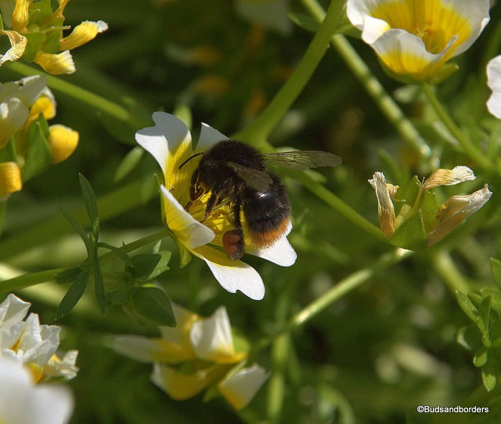bees