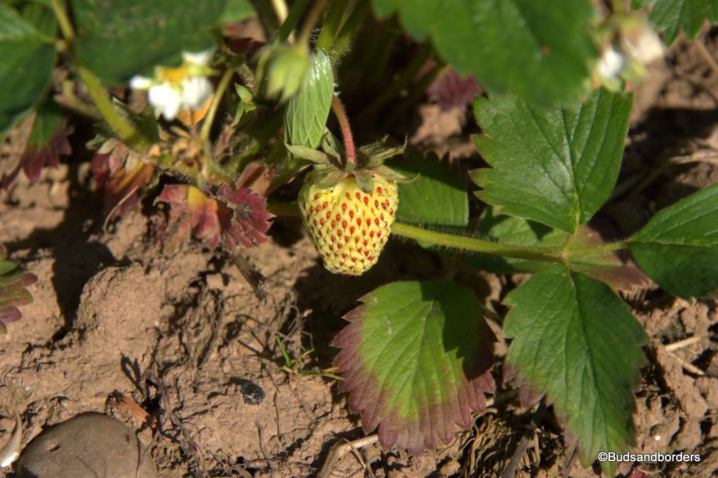 strawberry