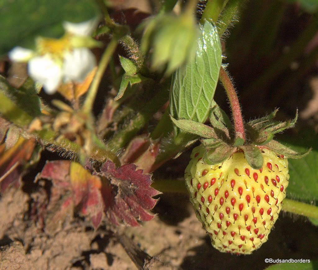 strawberry