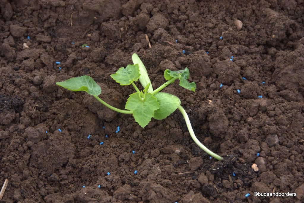 courgette