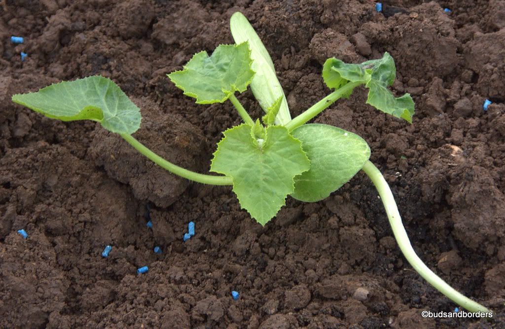 courgette