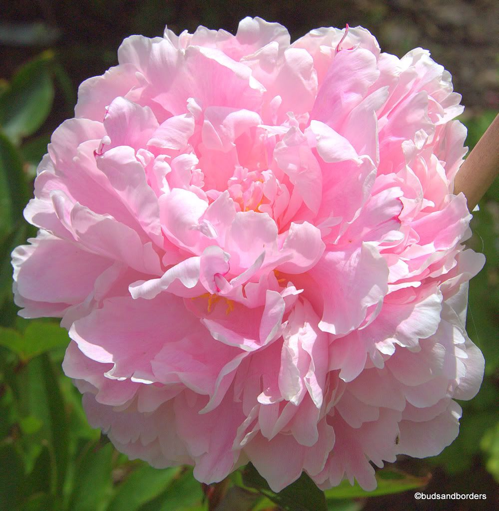 peony