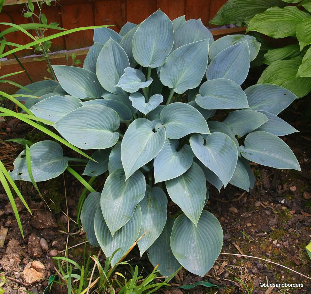 hosta