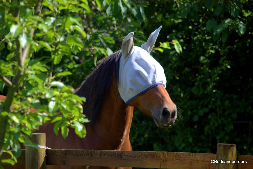 horse