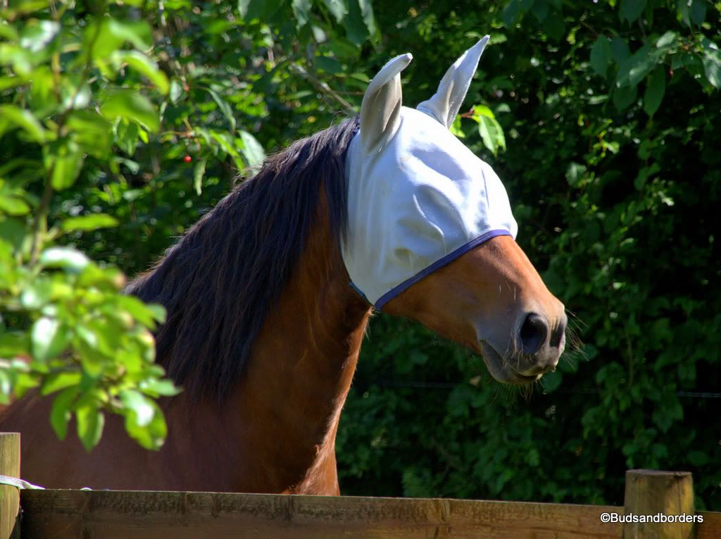 horse